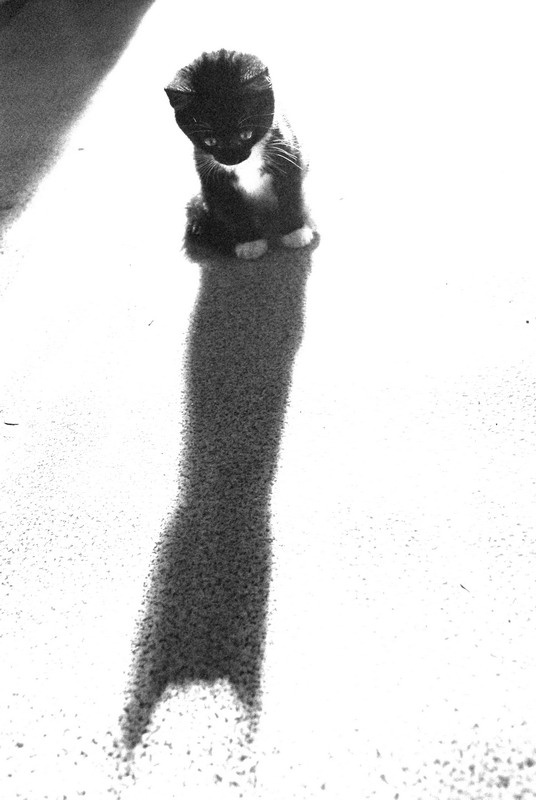 Alone Kitten