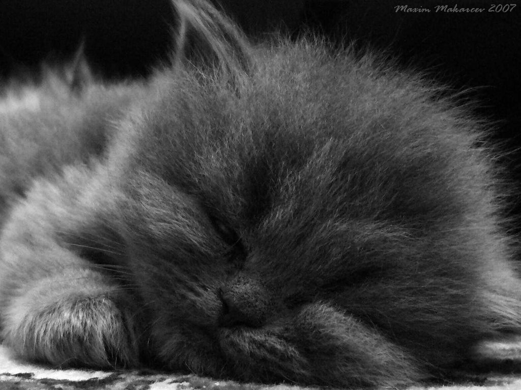 grey.. вот такой меня клёвый котёнок))