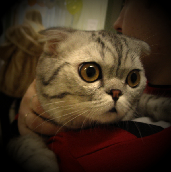 Задумчивый кот 