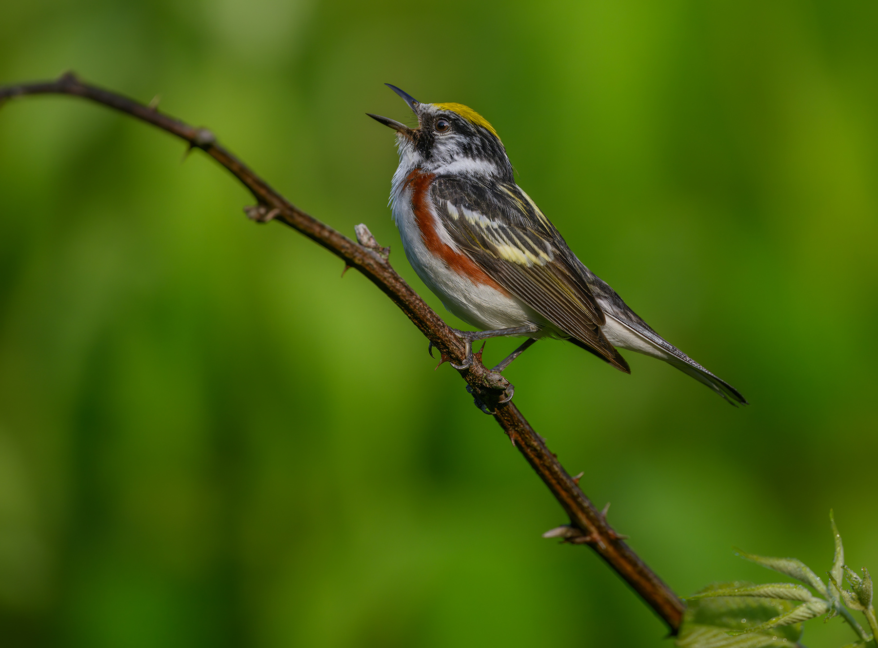 Chestnut-sided warbler 