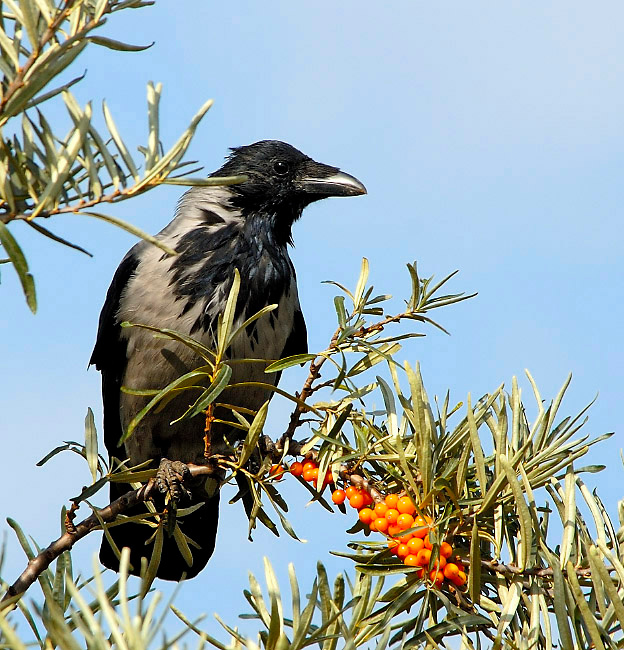 Сбор урожая Серая ворона, Corvus cornix, Hooded Crow