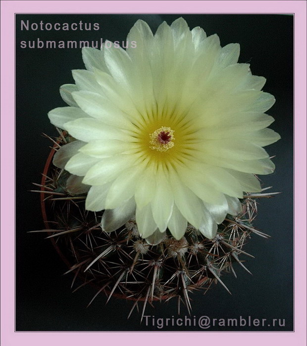 Notocactus submammulosus Notocactus submammulosus кактус