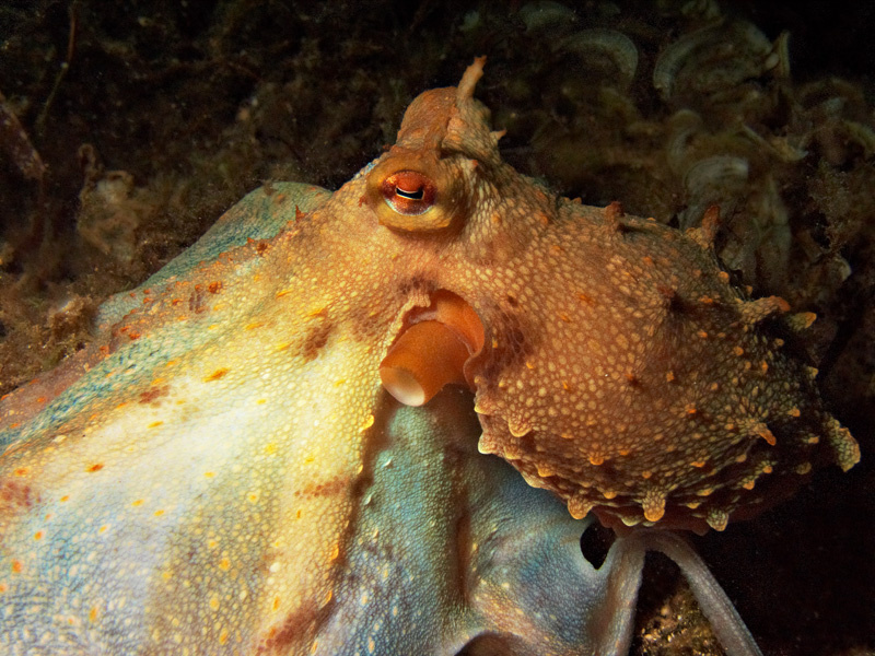 Маленький octopus Мальта, осьминог
