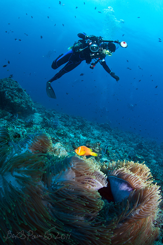 щас будем снимать макро :) мальдивский клоун Anemone fish Maldives Clown Мальдивы anion
