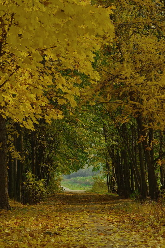 осенняя прогулка 