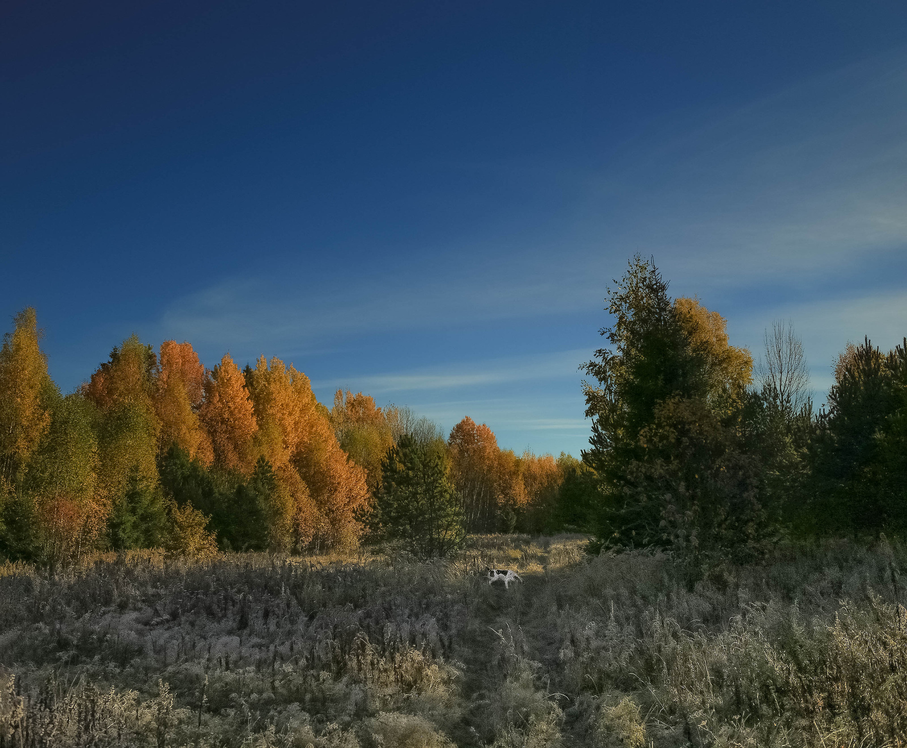 По свежему следу 2 . Hunting