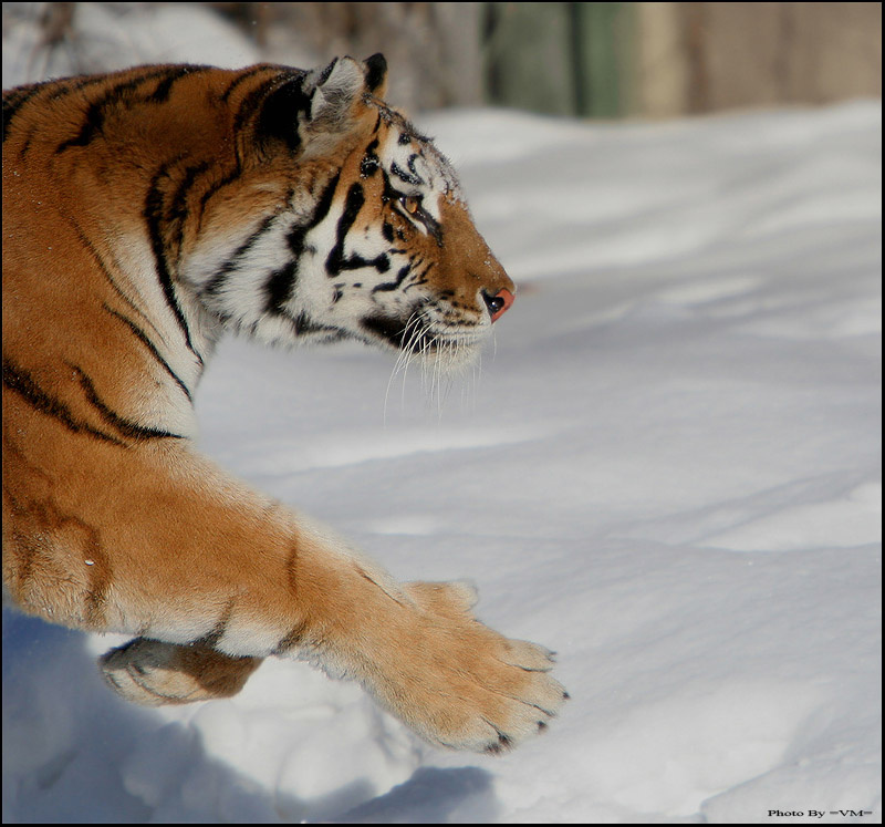 Running tiger 