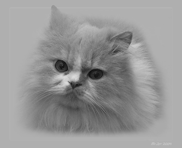 Просто кот Просто серый кот на сером фоне,такая серая фотография