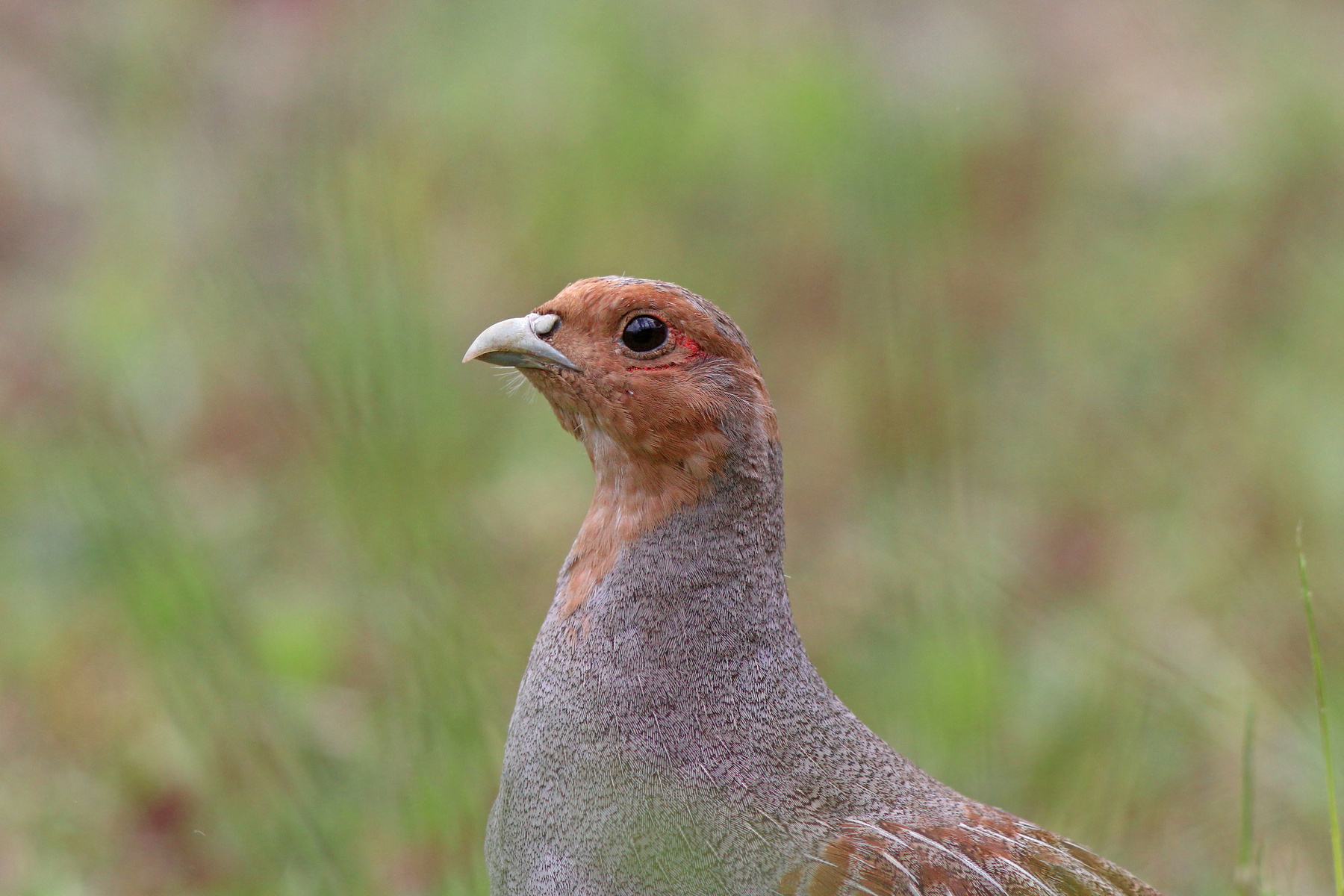 Портрет куропатки Серая куропатка Куропатка Perdix perdix Grey partridge Partridge