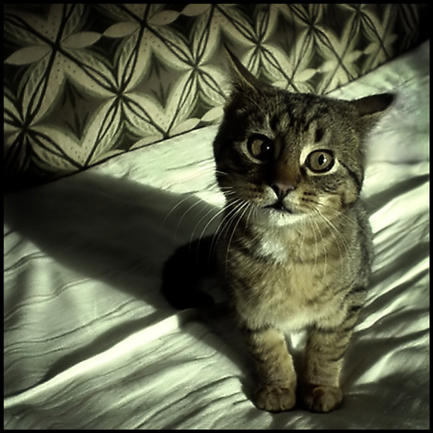 Про котенка, его тень и полнолуние, в которое не уснуть... Детство правильного кота