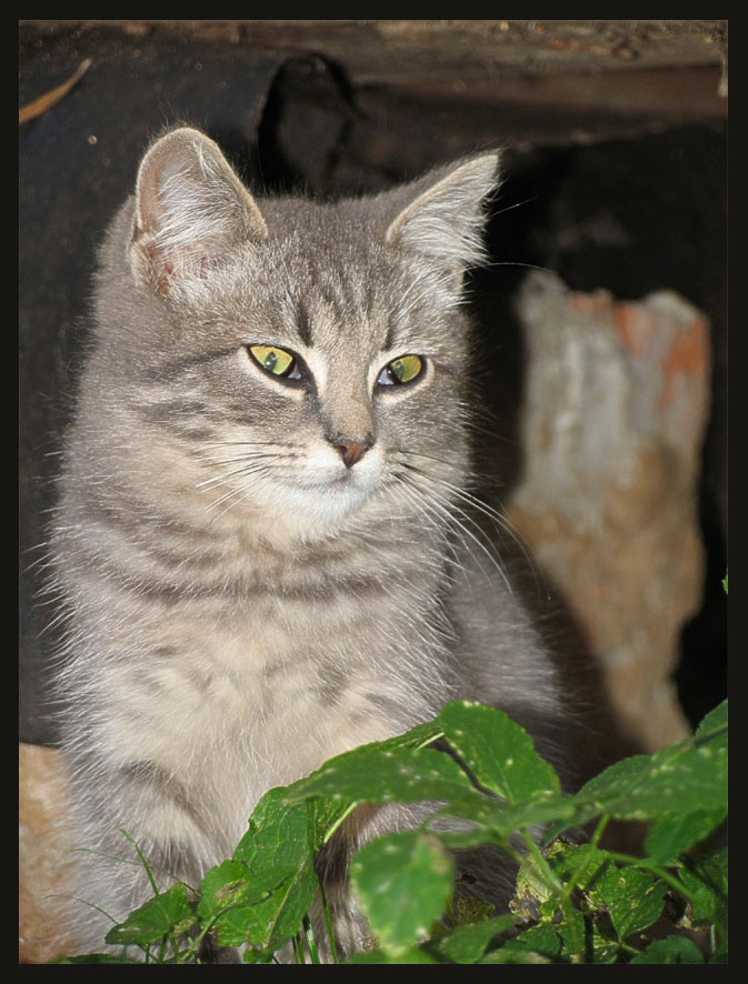 Дикая....но  симпатишная кошак