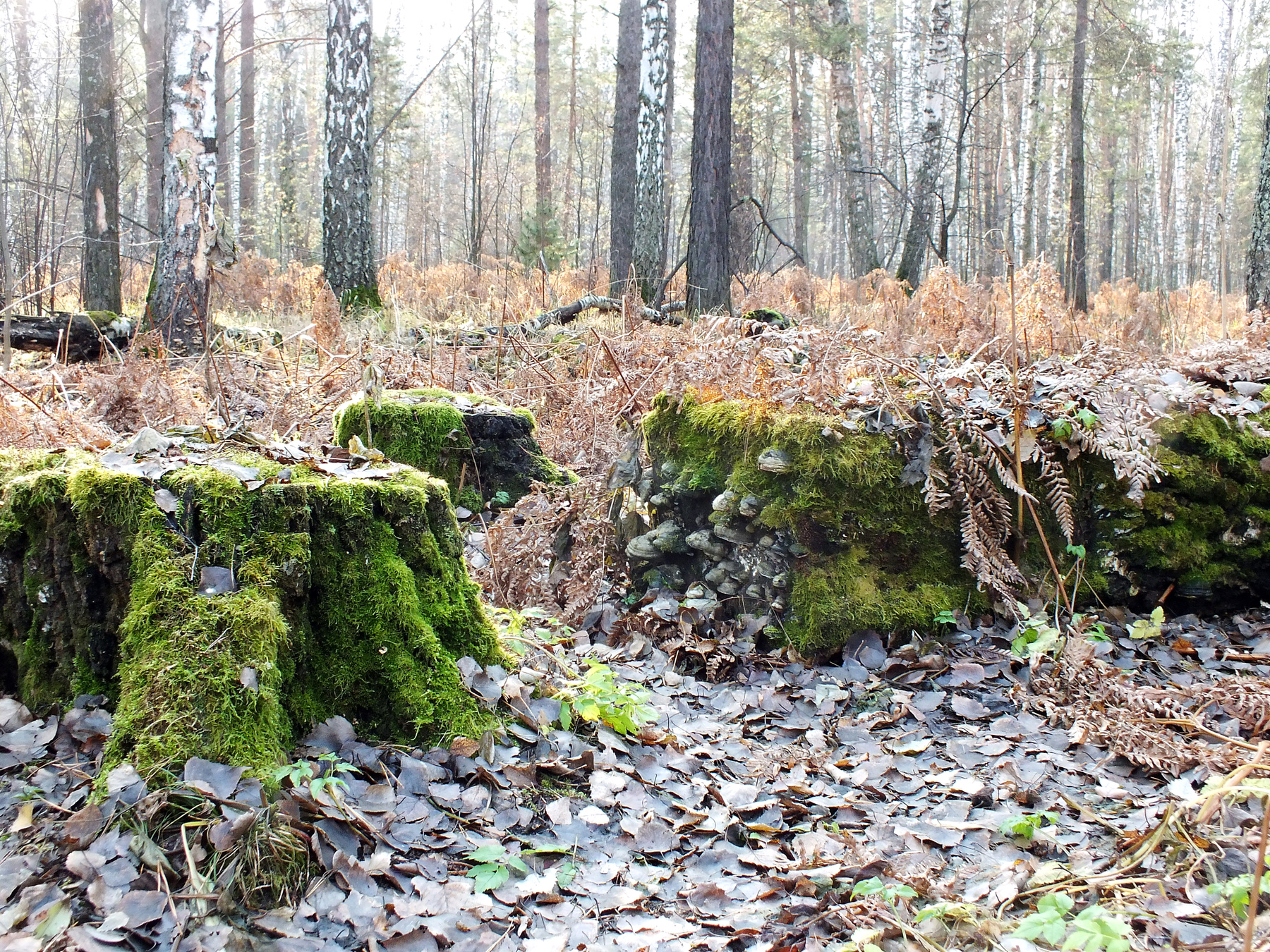 Впереди 5 месяцев зимы 