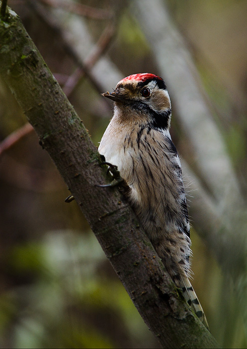 Пёстрый малый. woodpecker пёстрый малый дятел Dendrocopos minor
