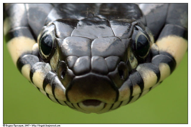 Natrix natrix Natrix natrix