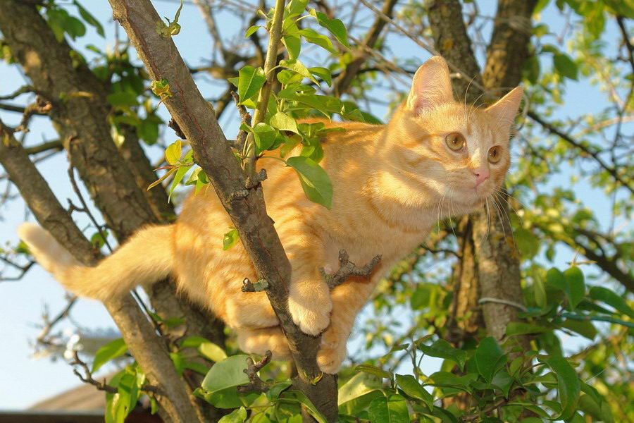 на охоте кот охотник