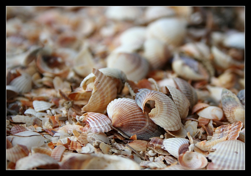 *** ракушки море лиман Сиваш