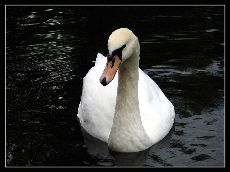 Лебедь белый, лебедь, swan