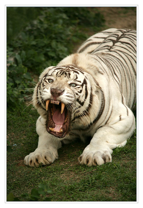 - WHITE TIGER - белый тигр индийский бенгальский опасность животное хищник кошачьи