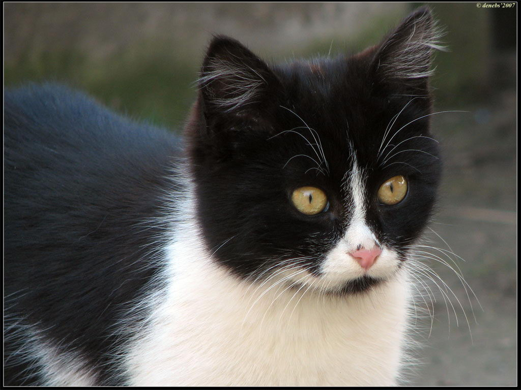 Стражница кошка