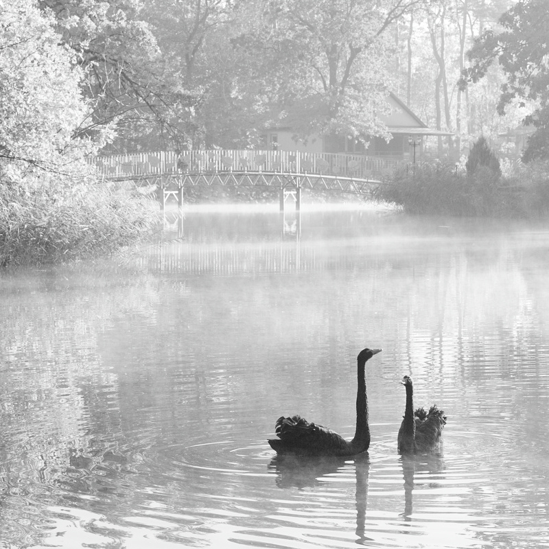Bathing in morning light лебедь птица отражение вода озеро река природа мост утро квадрат