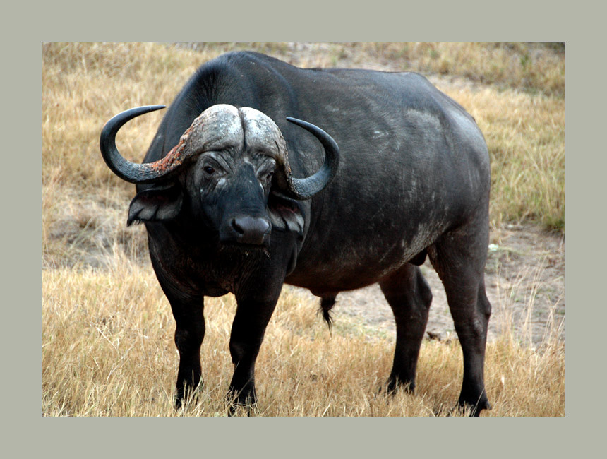Big 5/2 Buffalo (буйвол)