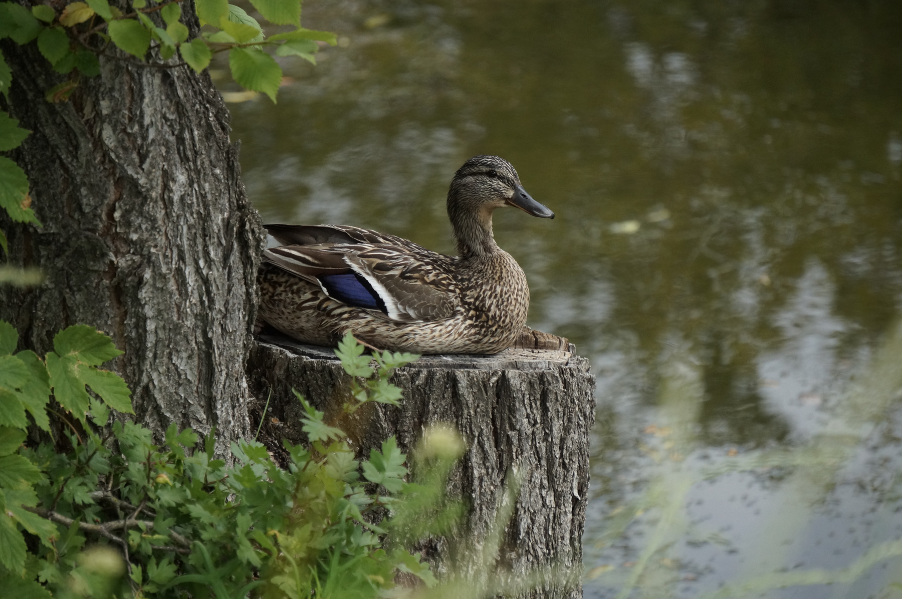 Protective coloration 