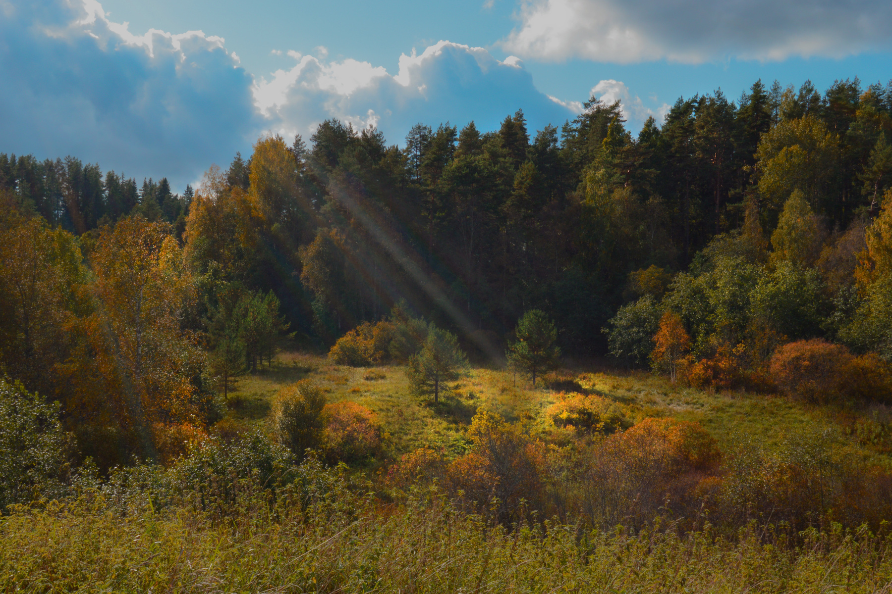 Осенний луч Природа солнце лес поляна Карелия луч