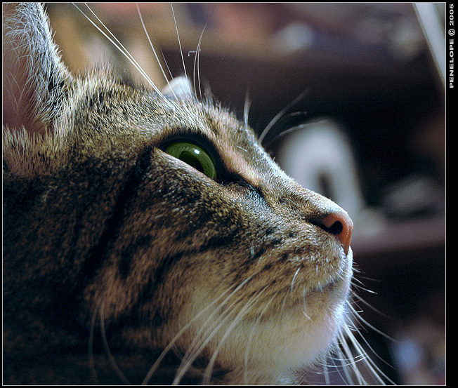 pussy кошка