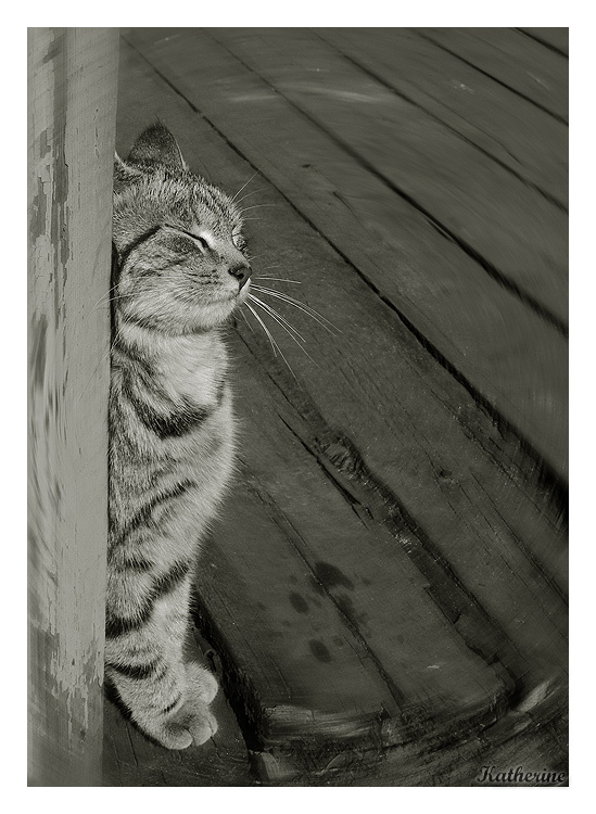 Муррррррррррк кот