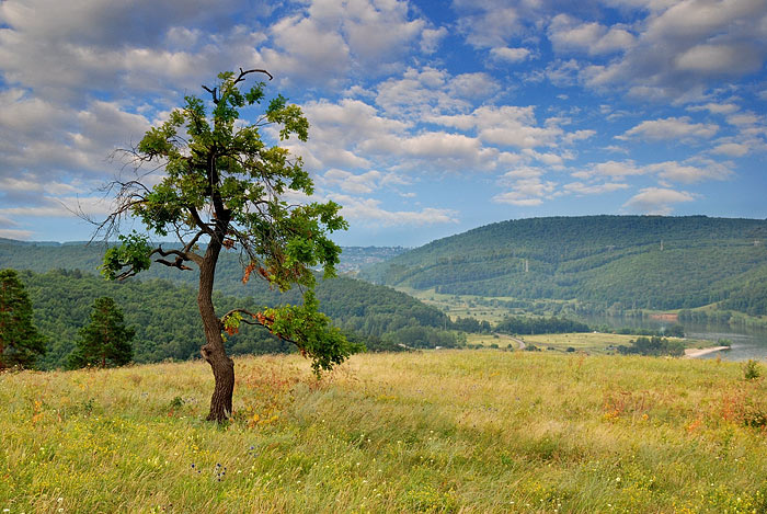 Волжская сакура Жигули