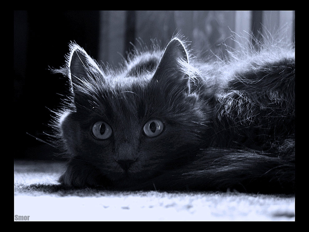  ..portrait.. кошка
