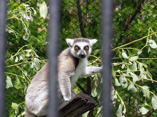 Сэр, вы мешаете мне обедать! Лемур Lemur