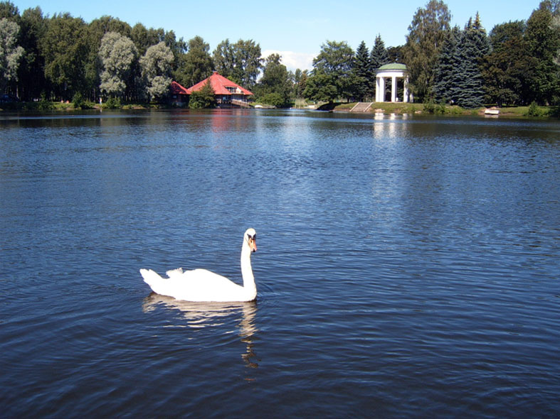 St.Petersburg Лебяжий пруд