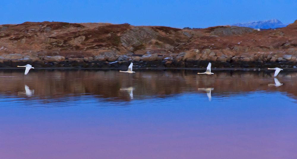 *** вода, море, фьорд, лебеди, закат