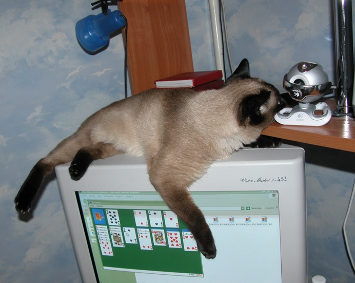 Уморилась Коша