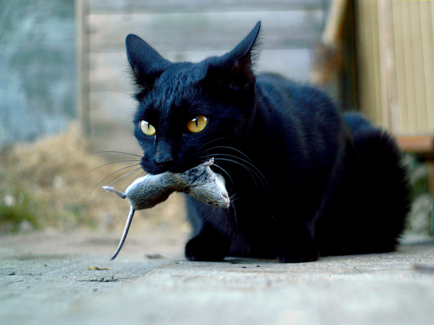 Tom & Jerry...game over 
