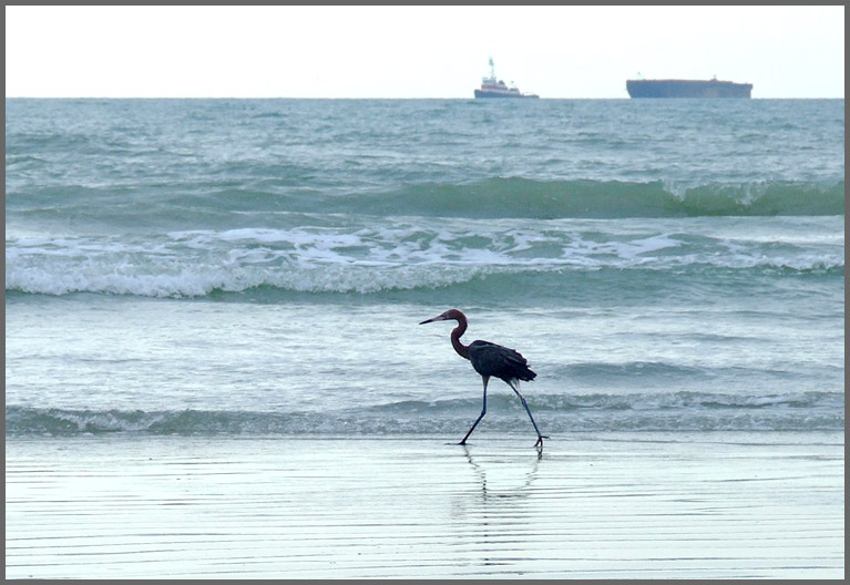 панаехали тута... florida, cape canaveral, heron