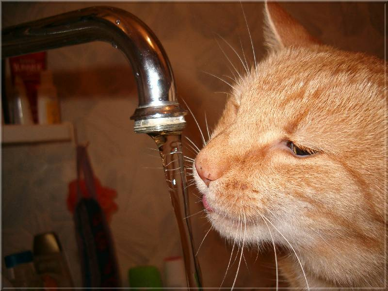 *** кот пьет воду из-под крана