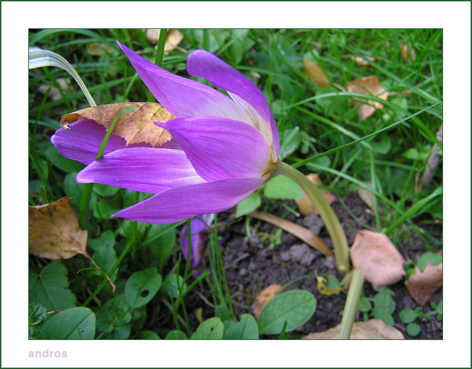 Colchicum autumnale 