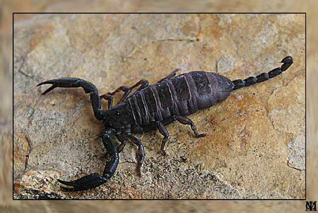 Heterometrus spinifer (Арахнологическая серия) Чёрный скорпион