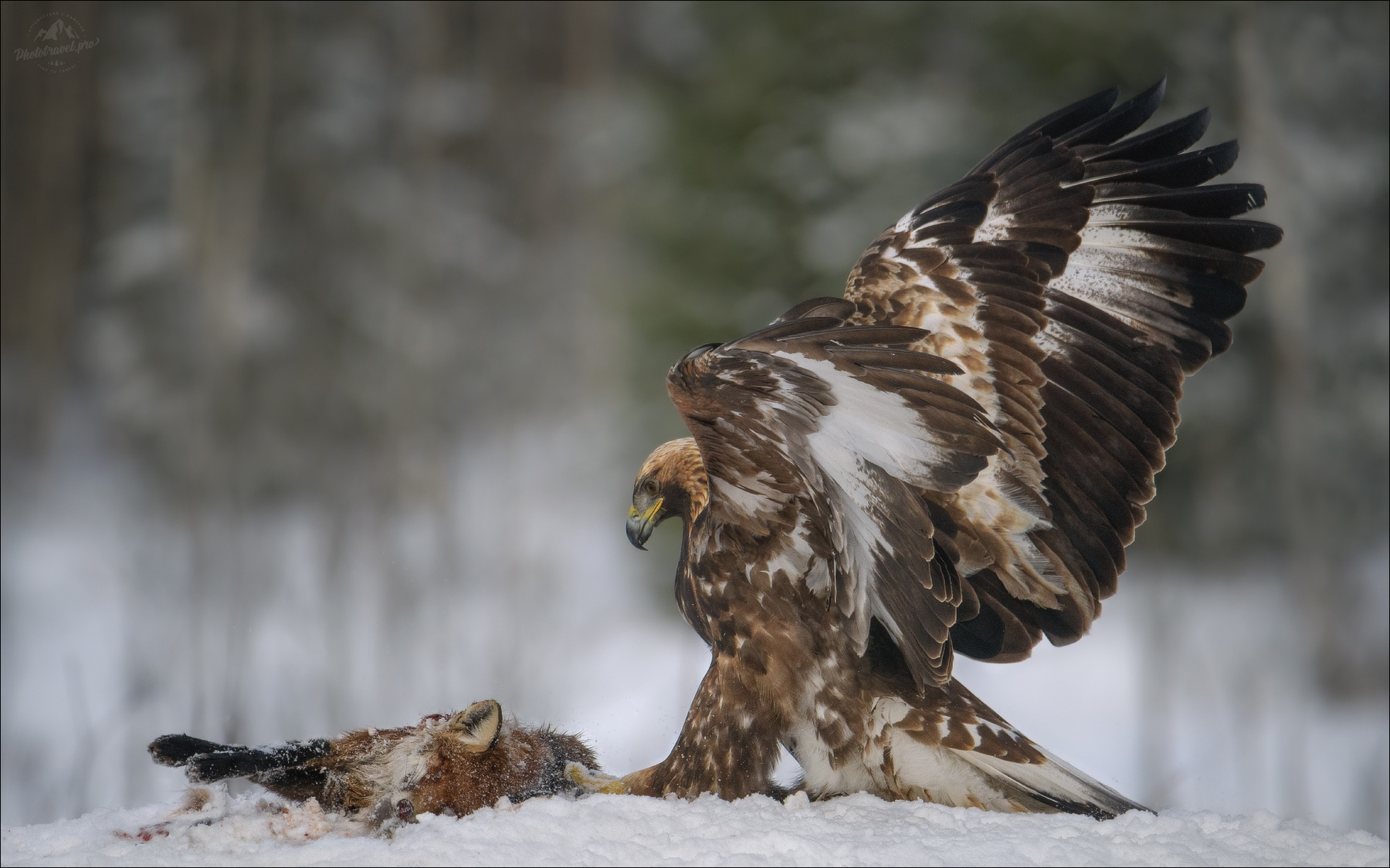 Право первого беркут golden eagle красный бор фототур фотоохота