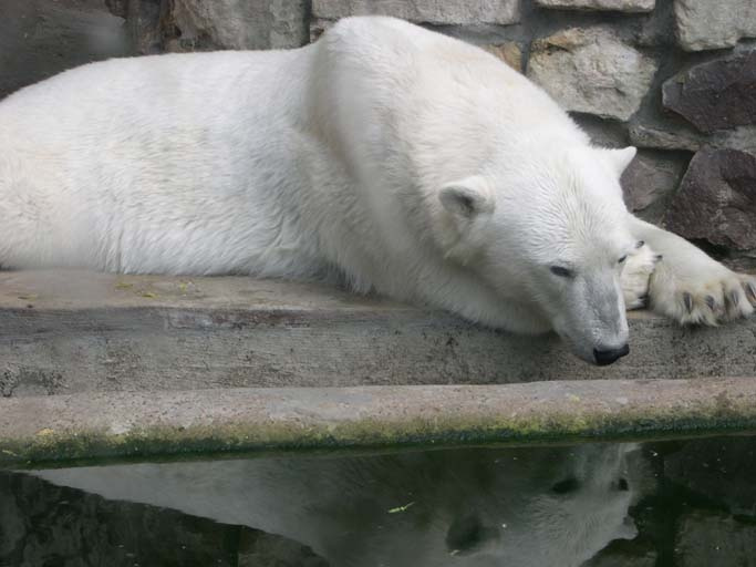 Гляжу я в свое отражение белый медведь отражение вода