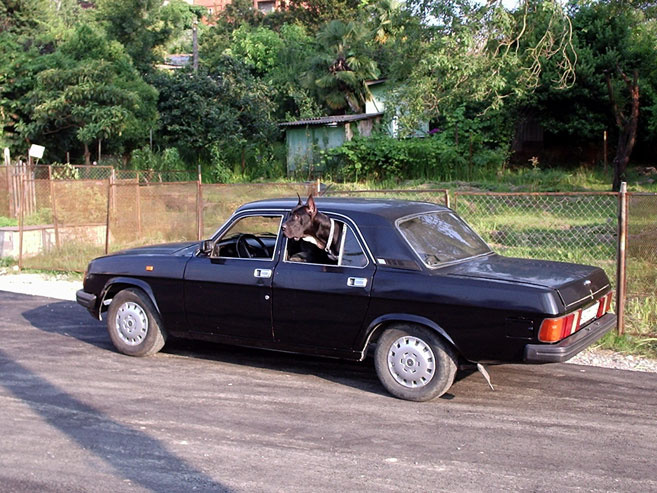 Автосигнализация авто автомобили собаки юмор