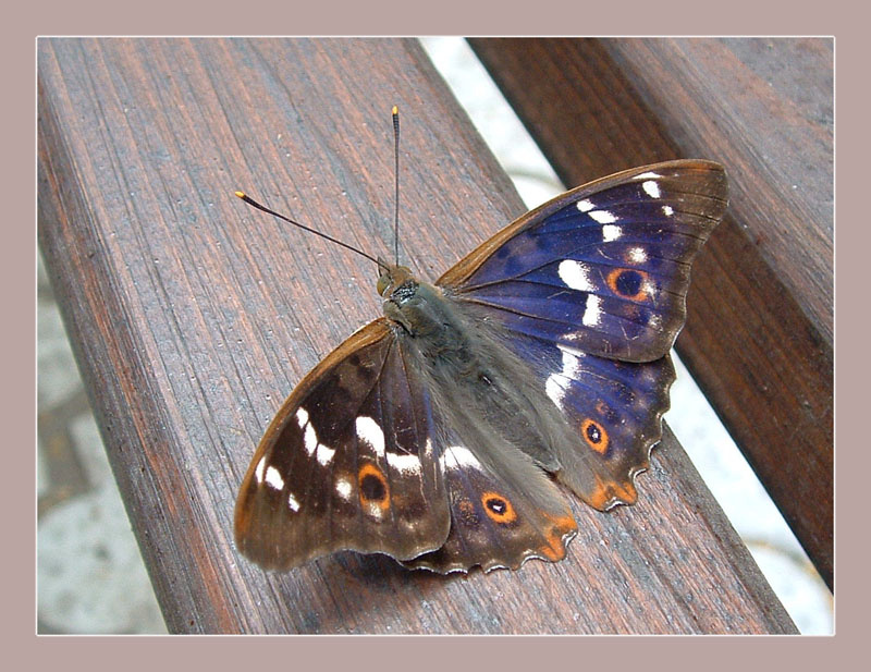 battle butterfly бабочка