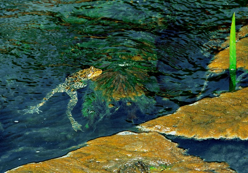 О прынце за кадром вода камыш лягушка ожидание