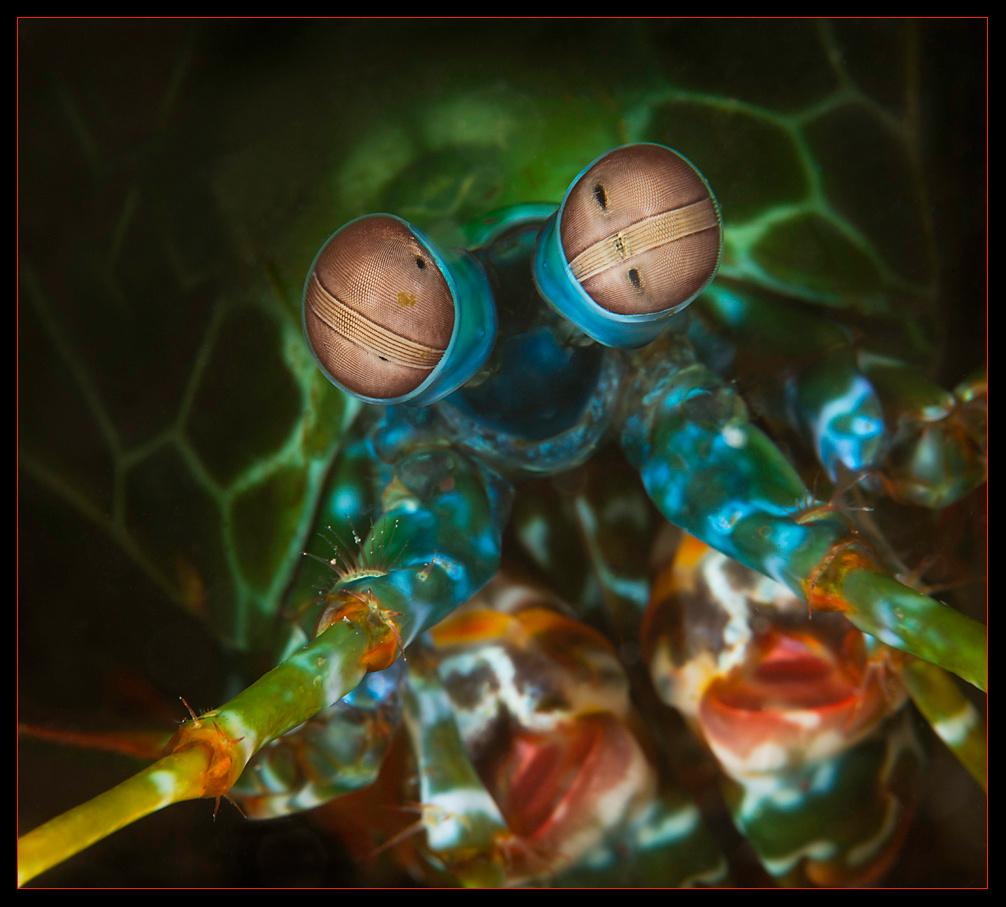 Mantis Shrimp   Малайзия дайвинг макро