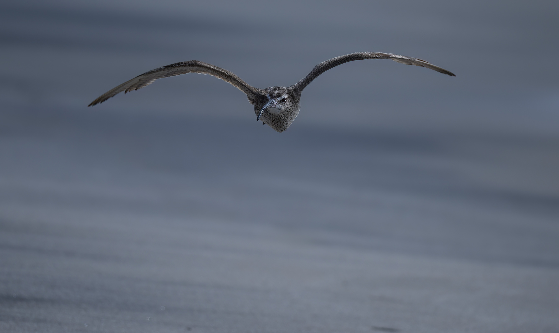White-rumped Whimbrel 