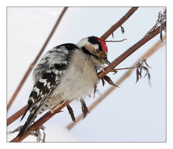 Малый пестрый дятел малый пестрый дятел dendrocopos minor lesser spotted woodpecker