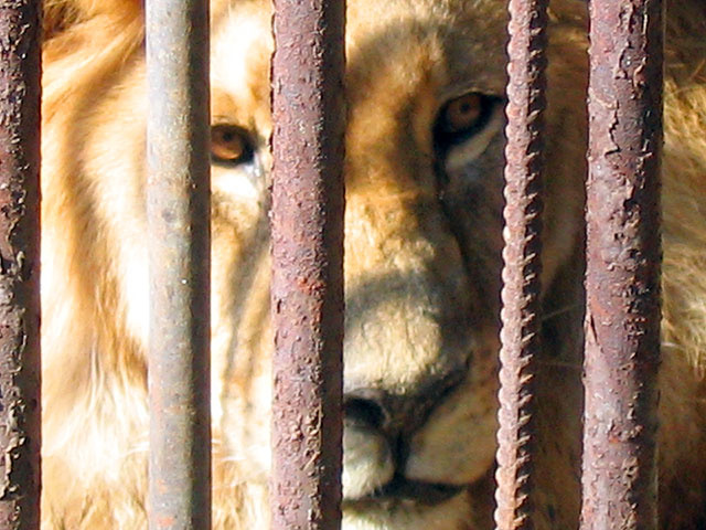 Грусть и тишина zoo лев печаль