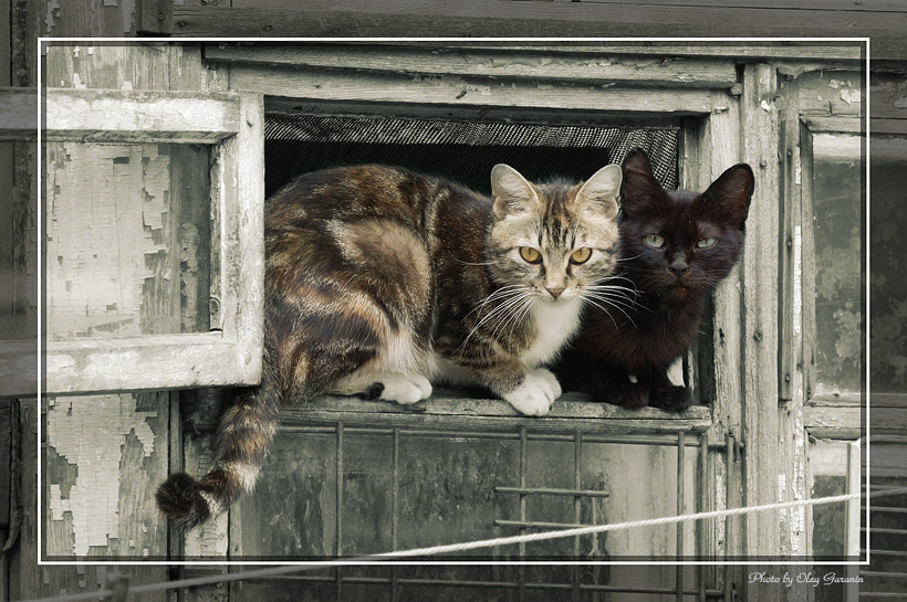 Жили у бабуси два серьезных гуся ... Петя и Маруся. коты